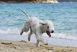 BEDLINGTON TERRIER 062